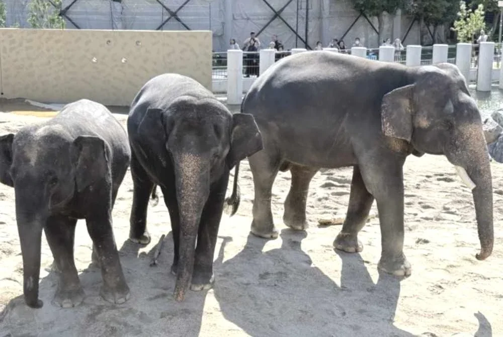 Tiga gajah Malaysia yang kini ditempatkan di Zoo Tennoji, Osaka. Foto tennojizoo.jp