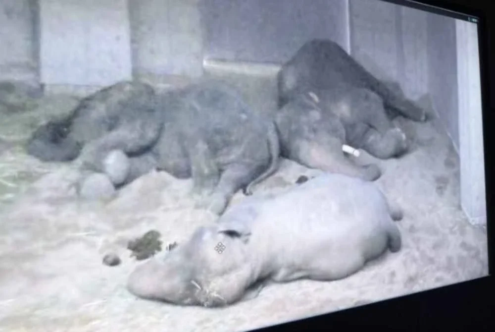 Dara, Kelat dan Amoi tidur berdekatan antara satu sama lain. Foto tennojizoo.jp