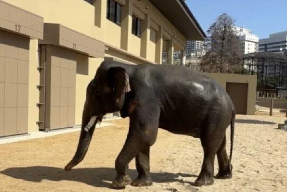 Kelat digambarkan sebagai gajah yang tegas tetapi manja serta gemar bersama dua gajah betina lain. Foto tennojizoo.jp