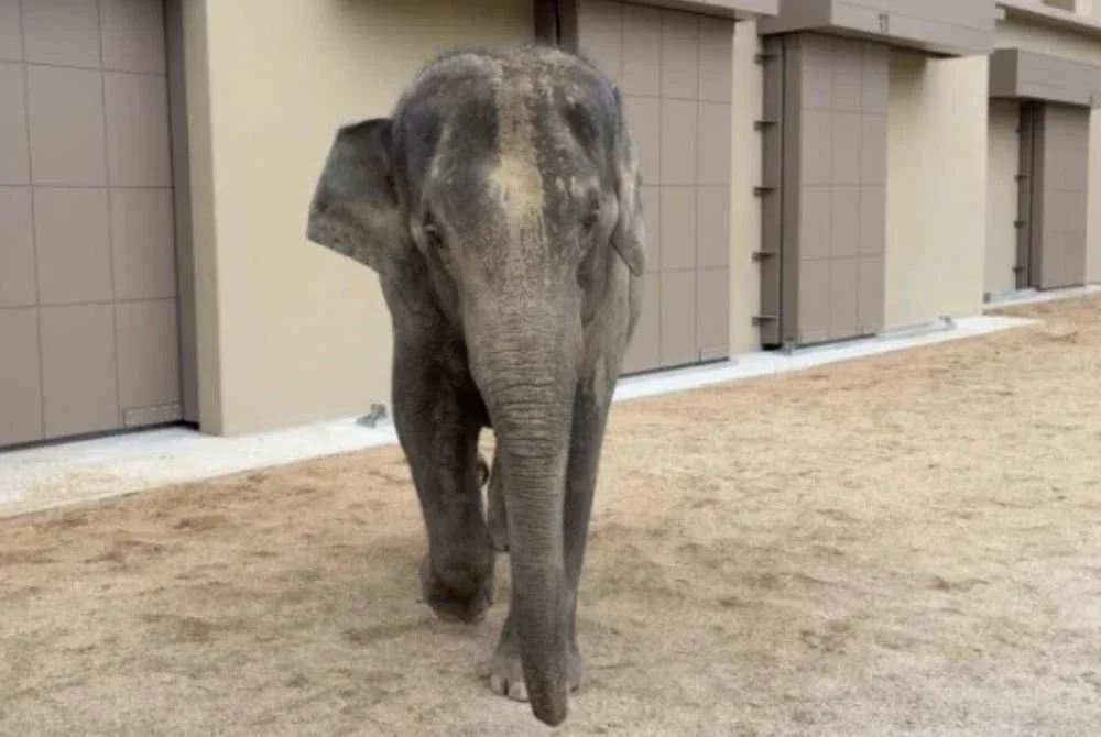 Dara yang berusia 14 tahun disifatkan sebagai gajah yang berhati-hati dan bertanggungjawab. Foto tennojizoo.jp