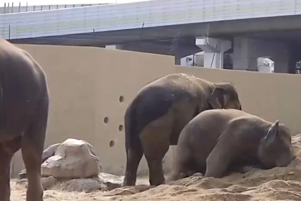 Keadaan terkini Dara, Amoi dan Kelat di Zoo Tennoji yang dikongsi MPT.