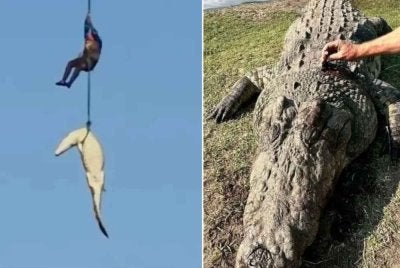 Satu rakaman video tular memaparkan detik mencemaskan apabila bangkai seekor buaya gergasi dipindahkan dari sebatang sungai yang dipenuhi reptilia itu menggunakan helikopter.