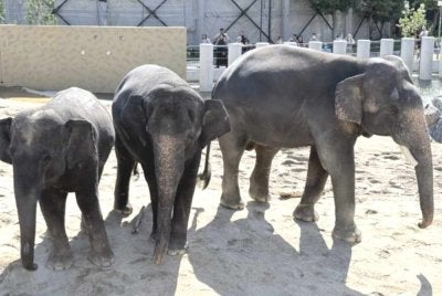Tiga gajah Malaysia yang kini ditempatkan di Zoo Tennoji, Osaka. Foto tennojizoo.jp