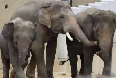 Tangkap layar video terkini keadaan Dara, Amoi dan Kelat di Zoo Tennoji yang dikongsi MPT.