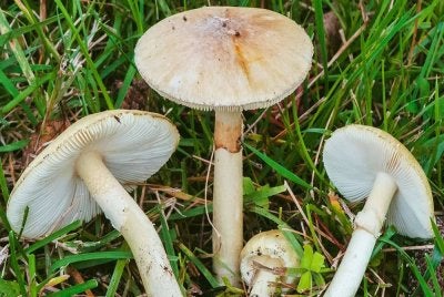 Pegawai kesihatan mengesyaki keracunan itu mungkin berpunca daripada cendawan putih maut yang mengandungi "amatoxin",. Gambar hiasan