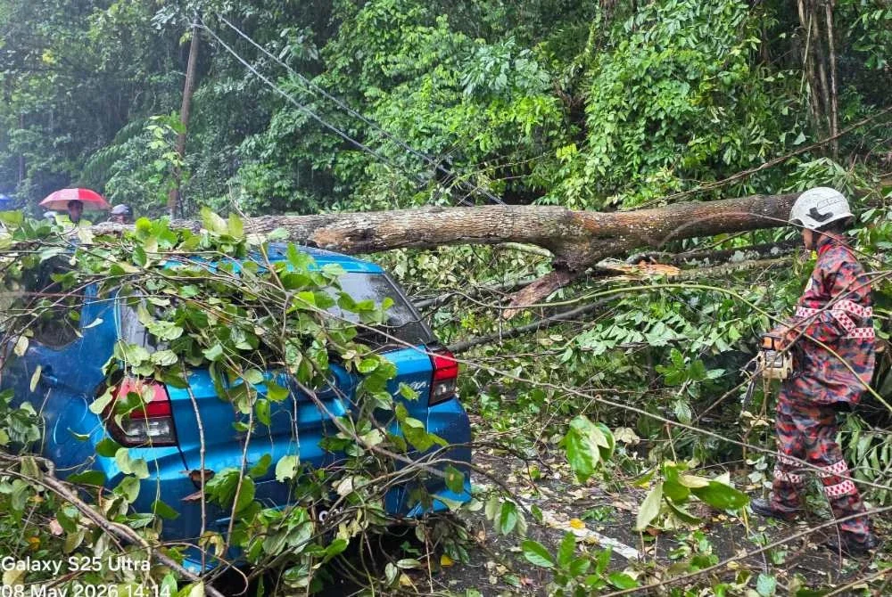 Anggota bomba memotong pokok yang tumbang dan melintangi jalan dalam kejadian di kawasan Batu 10 pada Jumaat.
