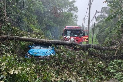 Keadaan kereta seorang lelaki yang remuk teruk dalam kejadian pokok tumbang di kawasan Batu 10 pada Jumaat.