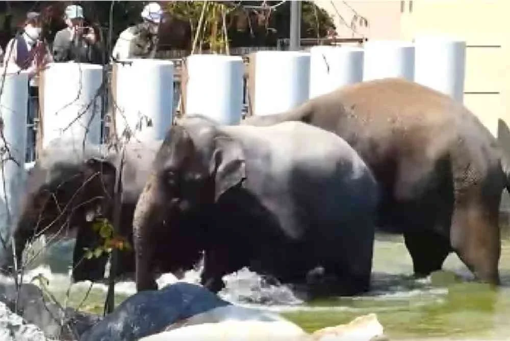 Tiga gajah itu kini ditempatkan di TZO di bawah perjanjian kerjasama antarabangsa selama 25 tahun antara TZO dan ZTNS yang diwakili MPT. Foto MPT