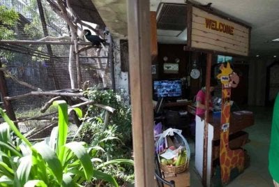 Zoo persendirian tersebut turut mempamerkan beberapa spesies haiwan eksotik yang mempunyai nilai pasaran yang tinggi. - Foto Agensi