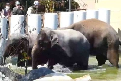 Tiga gajah itu kini ditempatkan di TZO di bawah perjanjian kerjasama antarabangsa selama 25 tahun antara TZO dan ZTNS yang diwakili MPT. Foto MPT 