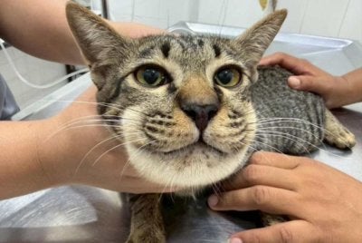 Pemilik kucing berkenaan hampir menangis selepas melihat kucing kesayangannya mengalami bengkak akibat pemberian paracetemol. - Foto: Agensi