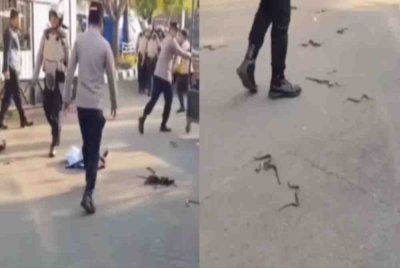 Ular berkenaan dilempar sebagai simbolik semasa demonstrasi diadakan. Foto Agensi