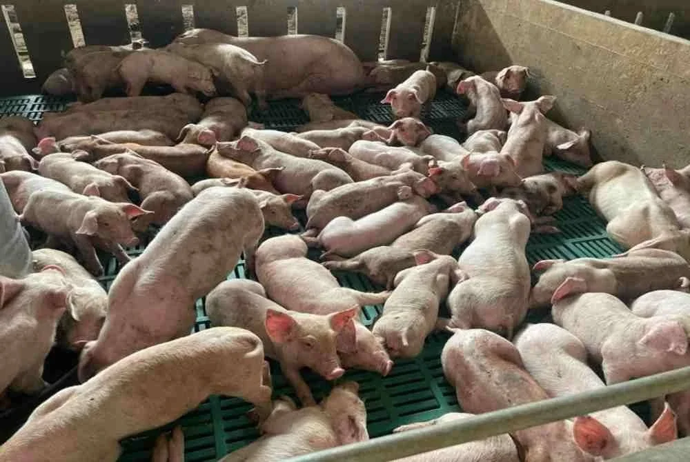 Penternakan babi di Selangor dikenal pasti sebagai salah satu elemen penting dalam pencemaran sumber air bersih dan udara segar.