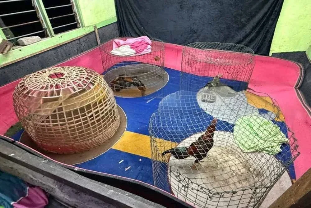 Polis merampas ayam yang dipercayai digunakan dalam satu pertaruhan pada Jumaat. FOTO: IPD Klang Selatan