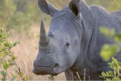 Kejadian berbalas tembakan itu berlaku berhampiran Taman Hluhluwe-iMfolozi, yang merupakan satu daripada kawasan pemuliharaan badak sumbu utama di Afrika Selatan. 