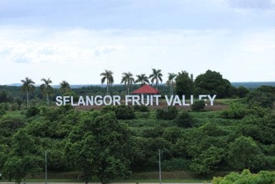 PKPS terus memperkukuh Perbadanan Kemajuan Pertanian Selangor menerusi pembangunan SFV sebagai hab agropelancongan bertaraf antarabangsa.