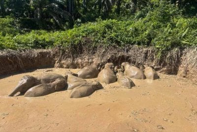 Kawanan gajah Pygmy Borneo yang terperangkap di sebuah kolam berhampiran Hutan Simpan Deramakot, Kinabatangan.