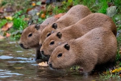 CAPYBARA atau babi air bukanlah daripada golongan babi atau khinzir. Foto Canva