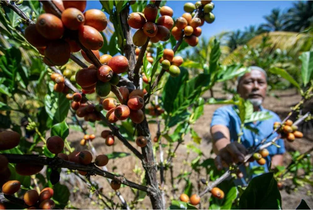 Hazian memeriksa keadaan buah kopi di ladang miliknya di Kampung Padang Kota di sini, baru-baru ini. Foto Bernama