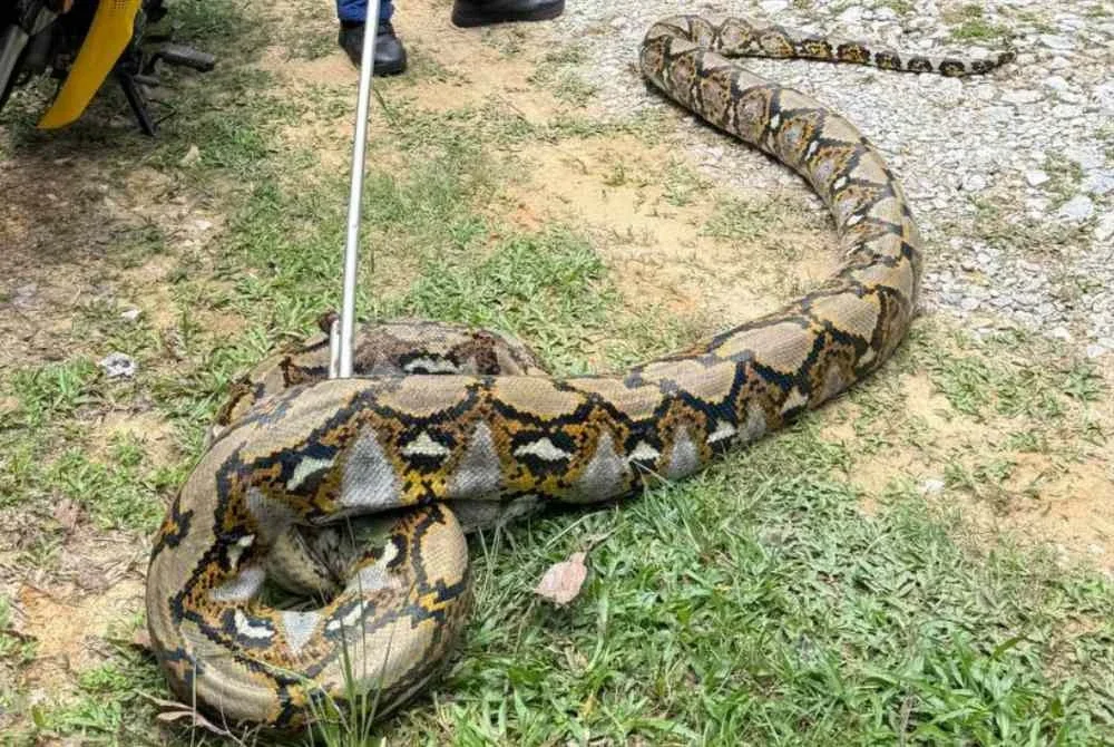 Ular sawa seberat kira-kira 80 kilogram berjaya ditangkap. Foto APM