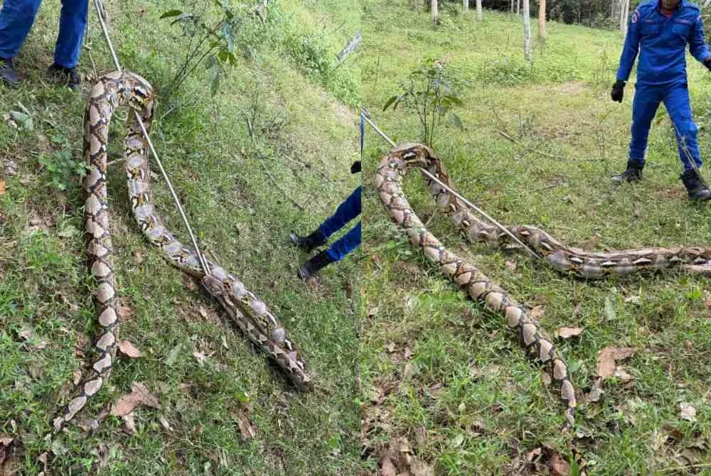 Hasil tindakan pantas dan terkawal oleh anggota bertugas, ular berjaya ditangkap tanpa melibatkan sebarang kecederaan kepada orang awam mahupun anggota operasi.