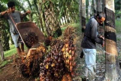 Harga kelapa sawit dan getah mencatat peningkatan pada awal Mei manakala sektor pembuatan Malaysia terus berkembang dengan bacaan PMI tertinggi dalam tempoh empat tahun. - Gambar hiasan