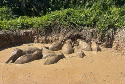 Insiden 11 ekor gajah Pygmy Borneo yang terperangkap di dalam kolam terbiar berhampiran Hutan Simpan Deramakot, Kinabatangan. 