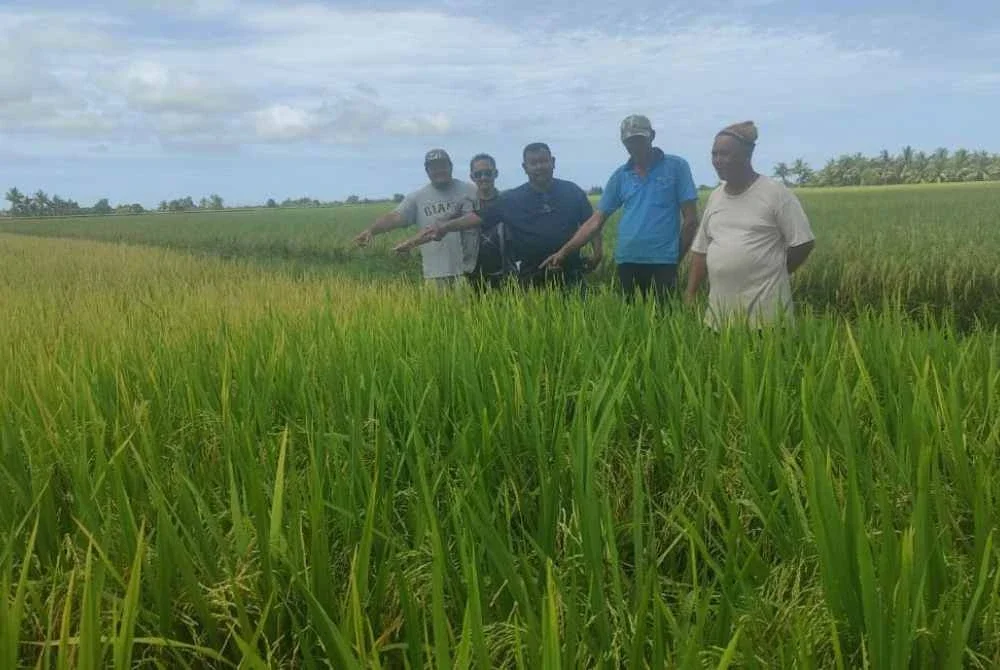 Pesawah bimbang sekiranya padi tidak dituai mengakibatkannya rosak dan menjejaskan kualiti hasil.
