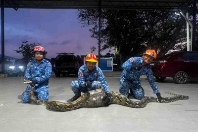 Seekor ular sawa batik berjaya ditangkap selepas dipercayai membaham kambing di sebuah kandang berhampiran D’ Serai Resort, Jalan Wang Tepus, Cherok Langsat pada Rabu. Foto APM Kubang Pasu 