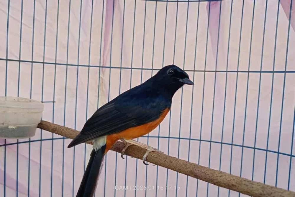 Murai batu menjadi sasaran utama pemburu haram spesies burung tempatan. Foto: PERHILITAN