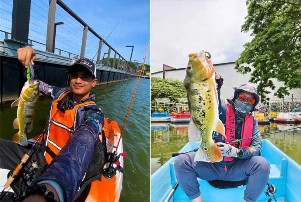 Ikan raja membiak dengan sihat di Tasik Silverlakes Outlet.