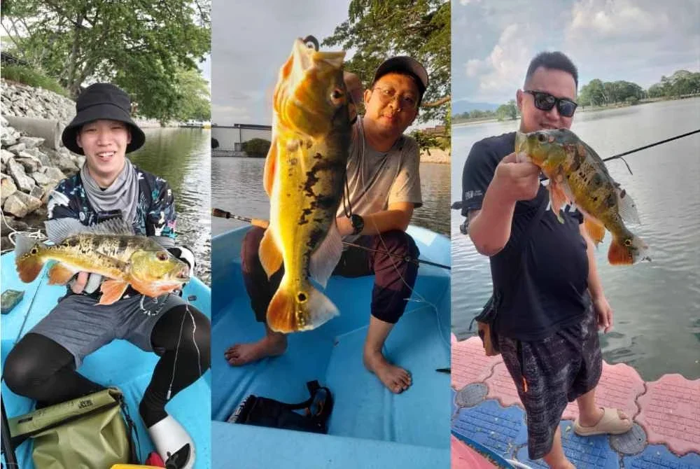 Sifat agresif ikan raja menyebabkan ia sering menjadi buruan kaki pancing.