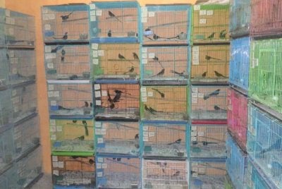 Antara rampasan berskala besar yang direkodkan Perhilitan membabitkan spesies burung tempatan dilindungi. Foto: PERHILITAN