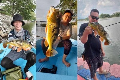 Sifat agresif ikan raja menyebabkan ia sering menjadi buruan kaki pancing.