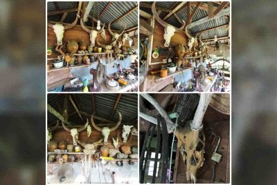 Antara rampasan bahagian hidupan liar yang dirampas dalam serbuan di Kampung Wokok Batangan, Tuaran pada Ahad. Foto: WCB/PSK
