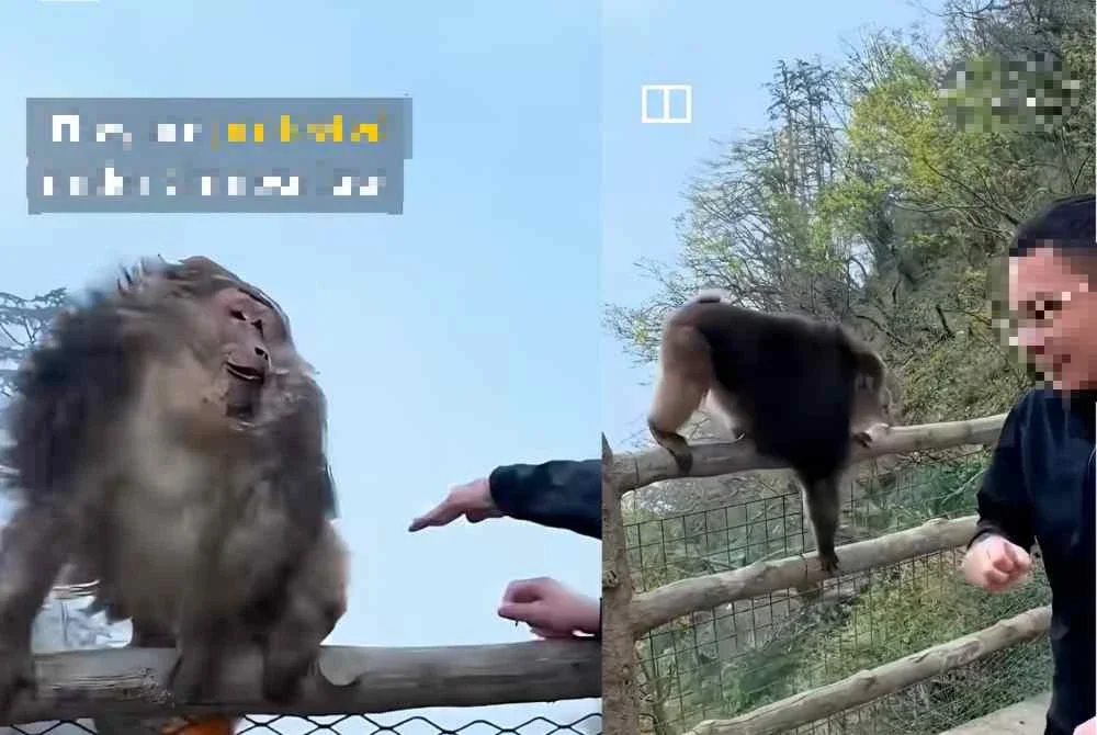 Tindakan seorang lelaki yang cuba menolak seekor monyet ketika melawat Gunung Emei mengundang padah. Foto video tular