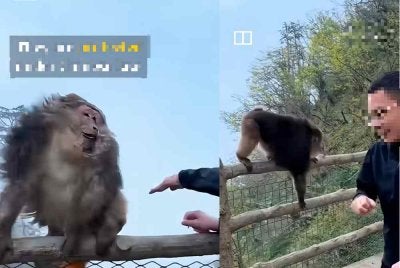 Tindakan seorang lelaki yang cuba menolak seekor monyet ketika melawat Gunung Emei mengundang padah. Foto video tular