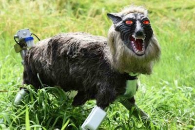 Robot 'Monster Wolf' mendapat permintaan tinggi untuk halau haiwan liar dan jaga keselamatan penduduk di Jepun.
