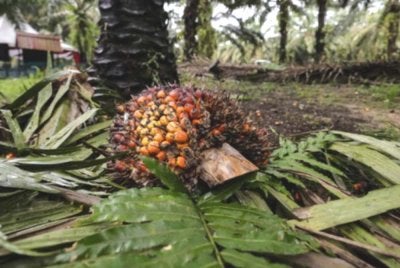Seorang pekerja ladang maut selepas dipercayai tertimpa tandan buah kelapa sawit seberat 15 kilogram di Felda Bukit Goh, Kuantan. Gambar hiasan