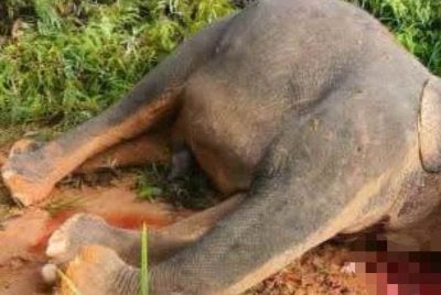 Seekor gajah Pygmy Borneo ditemukan mati dalam keadaan keadaan kejam apabila kepalanya dipenggal dan bangkainya ditinggalkan di kawasan Hutan Simpan Pinangah, Tongod pada Ahad lalu.