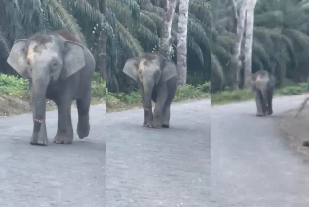Tular video seekor gajah mengalami kecederaan pada bahagian belalai dipercayai berada di kawasan Felda Kalabakan Selatan, Tawau.