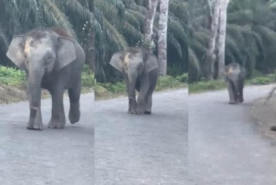 Tular video seekor gajah mengalami kecederaan pada bahagian belalai dipercayai berada di kawasan Felda Kalabakan Selatan, Tawau.