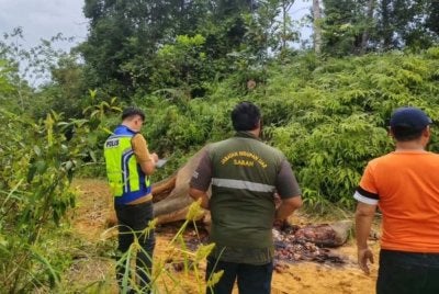Gajah yang dibunuh dengan kejam ditemukan di kawasan Hutan Simpan Sungai Pinangah, Tongod.