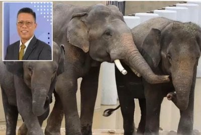 Gajah yang diberi nama Amoi(kiri), Kelat dan Dara yang berada di zoo Osaka, Jepun. Gambar kecil: Akmal