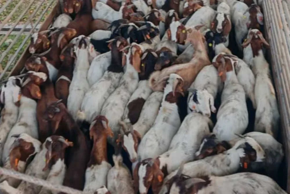 Sebahagian 101 ekor kambing yang dipindahkan secara haram dipercayai untuk bekalan Hari Raya Aidiladha dalam satu operasi pada Khamis.