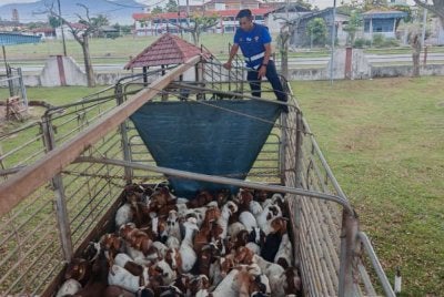 JPV Perak mematahkan cubaan memindahkan 101 ekor kambing secara haram dipercayai untuk bekalan Hari Raya Aidiladha dalam satu operasi pada Khamis.