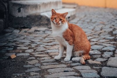 DIHARUSKAN membuang kucing di tempat yang sesuai buatnya. Foto Canva