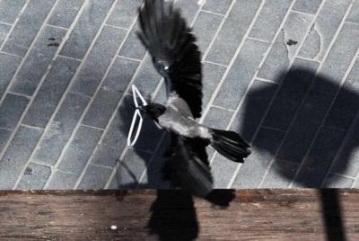 Seekor burung gagak bandar mengutip plastik untuk membina sarangnya di pusat bandar Baitulmaqdis. Foto Agensi
