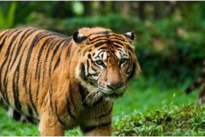 Empat wanita maut diserang harimau ketika mengutip daun pokok tendu di kawasan hutan di Maharashtra, India pada Jumaat. Gambar hiasan