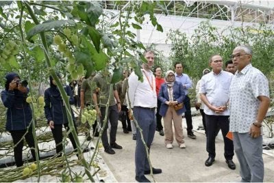 Al- Sultan Abdullah (kanan) mahu para pekebun dan petani yang mengusahakan tanaman secara rumah hijau di Cameron Highlands mengamalkan kaedah pertanian tanpa penggunaan racun serangga serta bahan kimia berbahaya. Foto Kesultanan Pahang